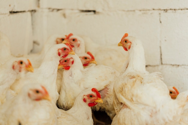 Foto frango médio em caneta