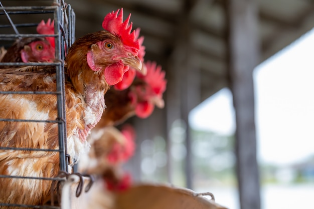 Frango na fazenda industrial da fábrica