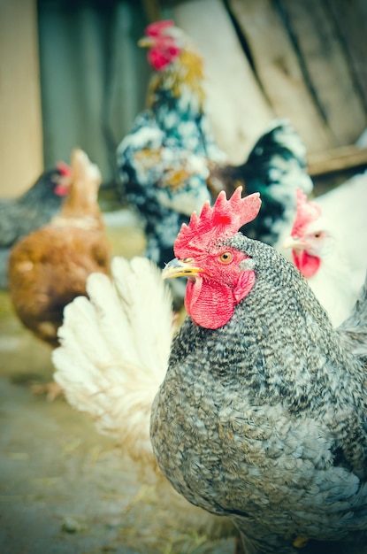 Foto frango na fazenda