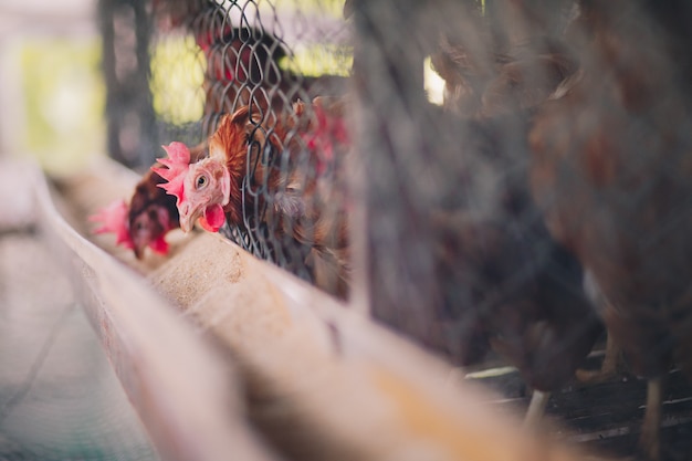 Foto frango na fazenda