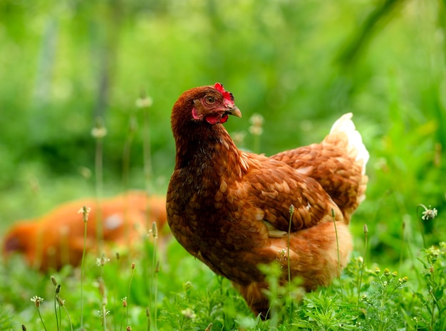 Frango na grama na fazenda