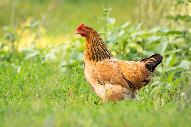 Frango na grama