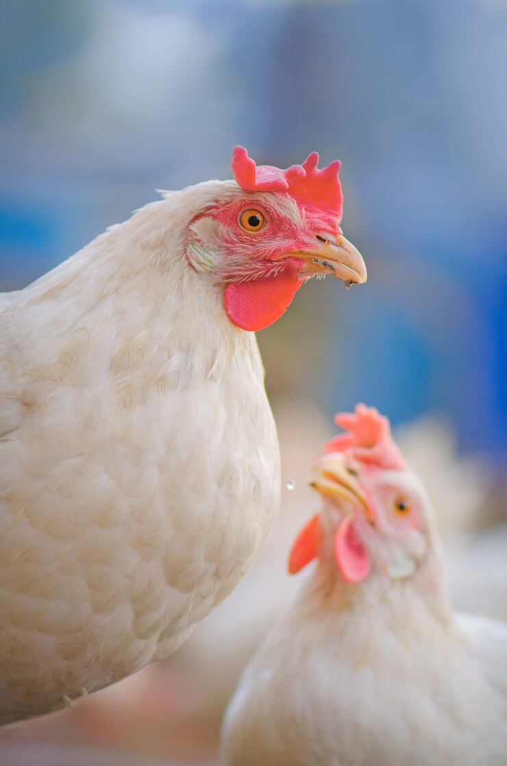 Frango na paisagem de agricultura