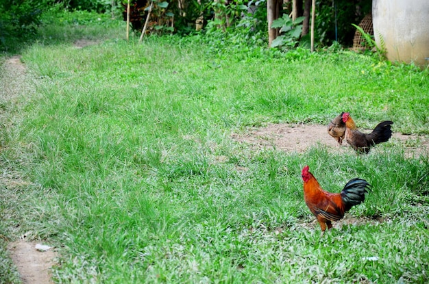 Frango no campo de grama na Tailândia