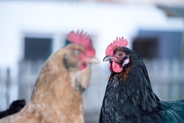 Frango no próprio jardim perto da cabeça