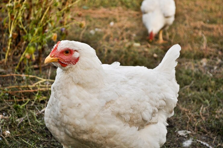 frango no quintal