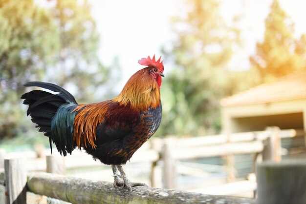 Frango orgânico em fazenda sustentável com cores bonitas