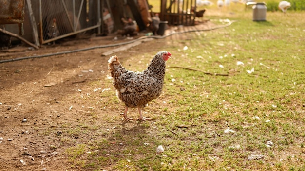 Frango pasta em uma fazenda na aldeia