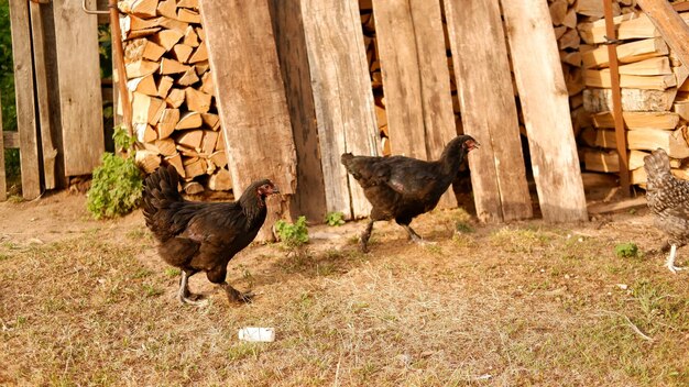 Frango pasta em uma fazenda na aldeia