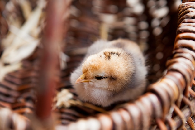 Frango pequeno close-up em uma cesta marrom