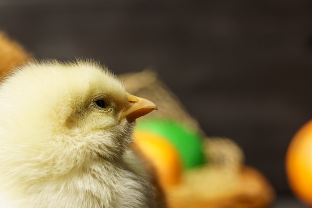 Foto frango pequeno retrato closeup