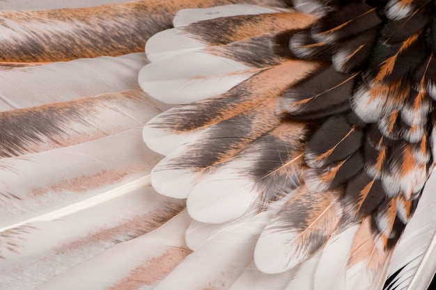 Frango polonês tricolor Tollbunt, em pé