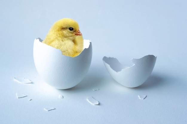 Frango sentado em uma casca de ovo em um fundo branco