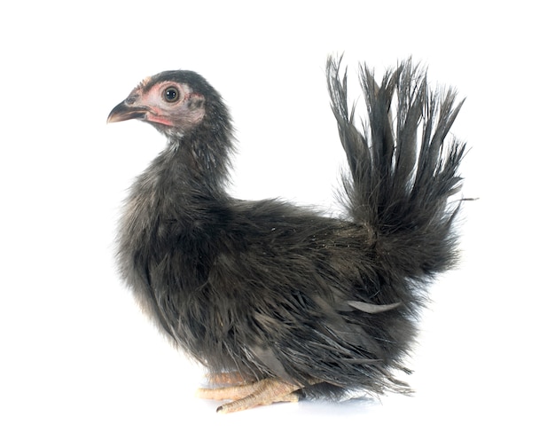 frango serama