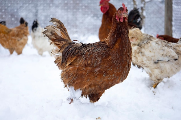 Frango vermelho em um fundo desfocado de neve