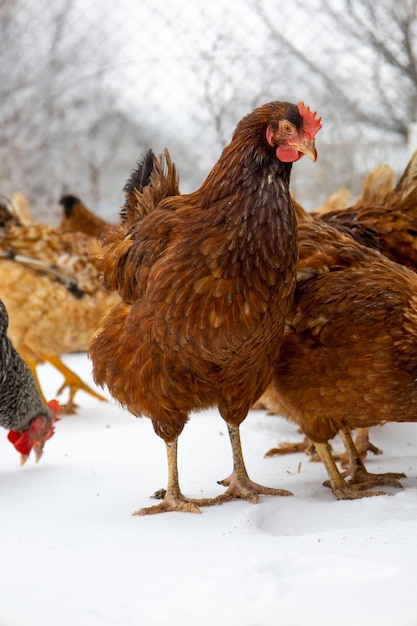 Frango vermelho em um fundo desfocado de neve