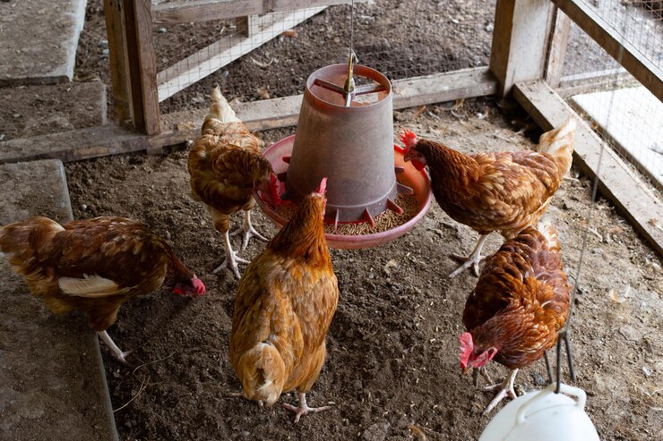 Foto frangos ou galinhas em explorações tradicionais de aves de capoeira em liberdade