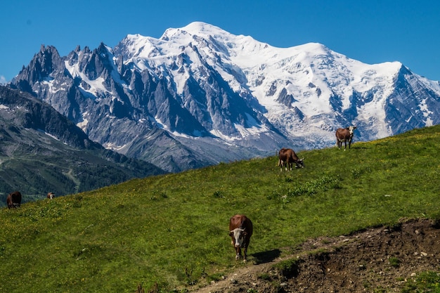 Französische Alpenlandschaft