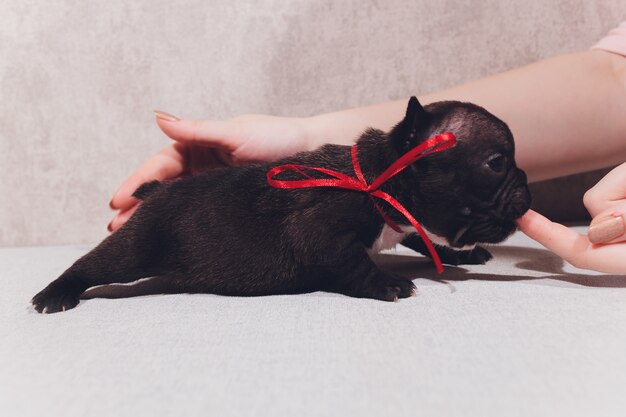 Französische Baby-Bulldoggenwelpen, die Welpen sitzen und zur Seite schauen.