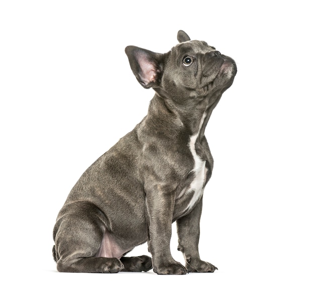 Französische Bulldogge, 3 Monate alt, sitzt vor weißem Hintergrund