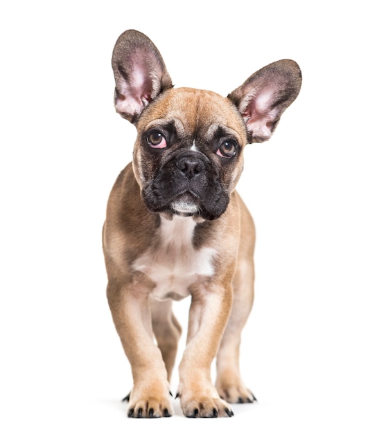 Französische Bulldogge, 5 Monate alt, stehend gegen weiße Oberfläche