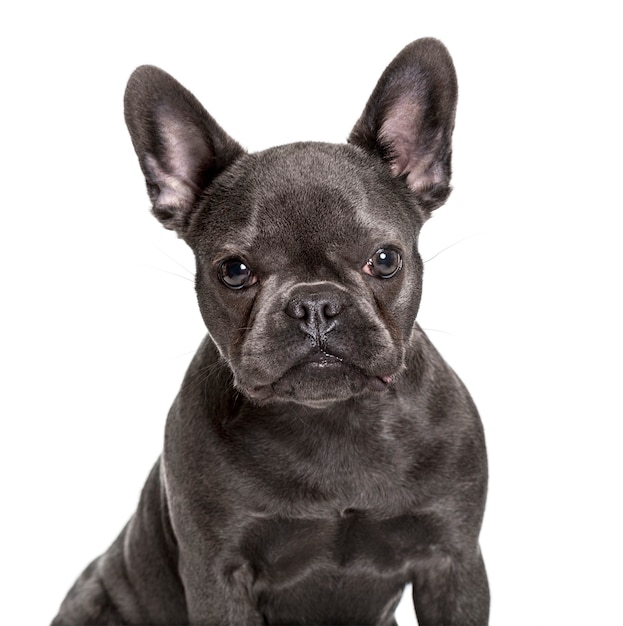 Französische Bulldogge, 6 Monate, Blick in die Kamera gegen weiße Oberfläche