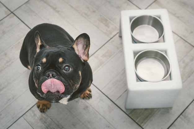 Französische Bulldogge bittet um Essen aus leeren Schüsseln in der Küche