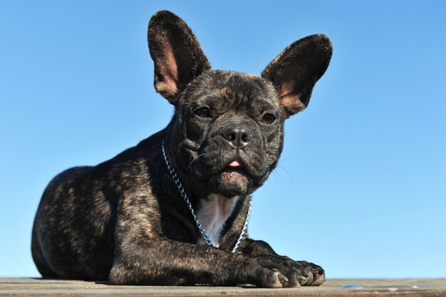 Französische Bulldogge des Welpen