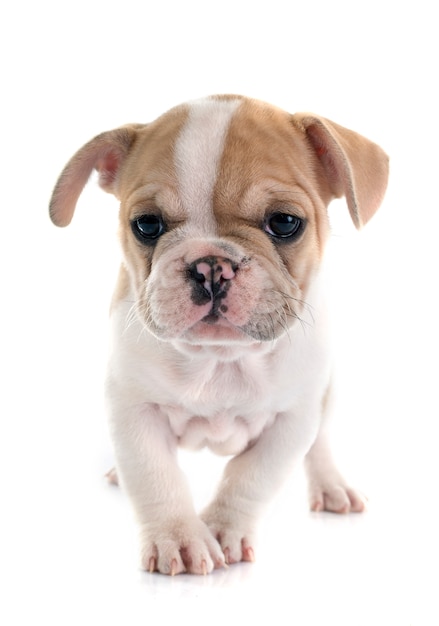 Französische Bulldogge des Welpen