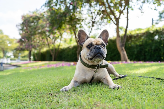 Französische Bulldogge, die an der Rasenfläche liegt.