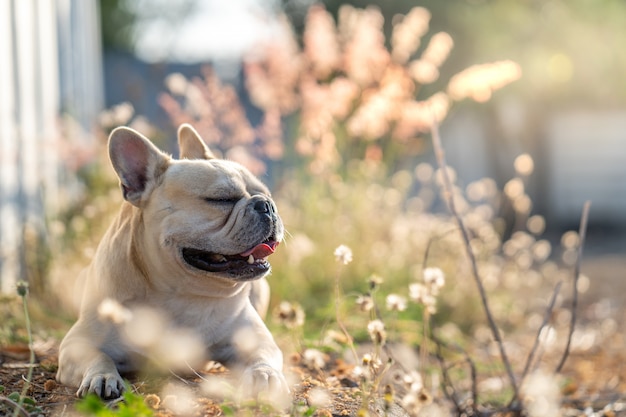 Französische Bulldogge, die an der Wiese liegt