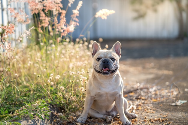 Französische Bulldogge, die an der Wiese sitzt