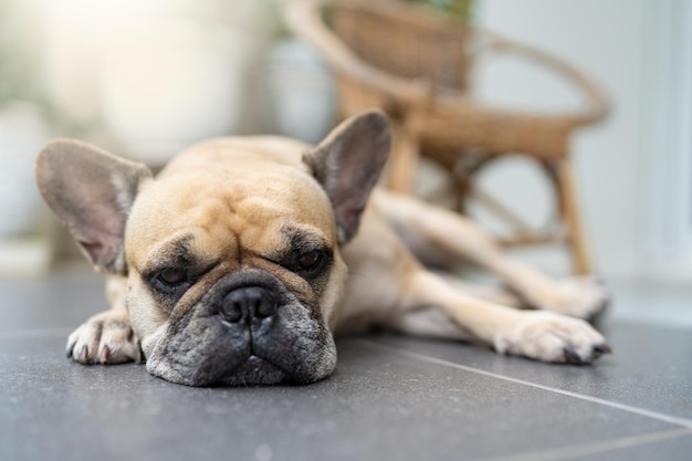 Französische Bulldogge, die auf dem Fliesenboden im Freien liegt