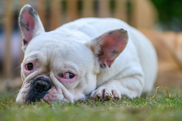 Französische Bulldogge, die auf dem Grashaustier und -tier liegt