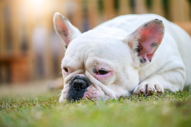 Französische Bulldogge, die auf dem Grashaustier und -tier liegt