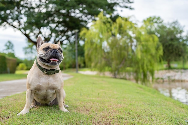 Französische Bulldogge, die auf der Rasenfläche vor Baumhintergrund sitzt.