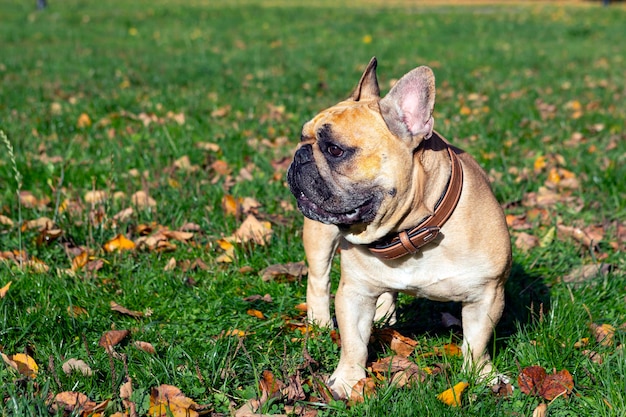 Französische Bulldogge, die auf einem grünen Feld spielt..