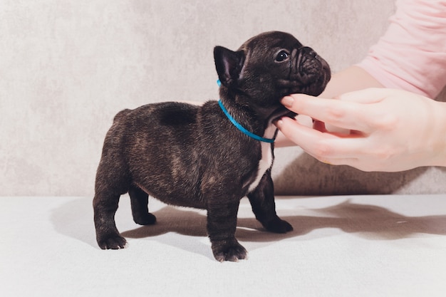 Französische Bulldogge, die Betrachter mit Reflexion betrachtet