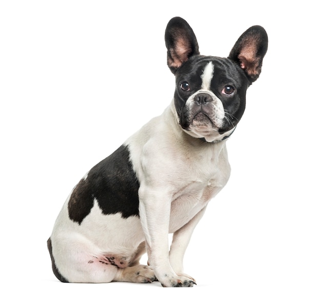 Französische Bulldogge, die gegen weißen Hintergrund sitzt
