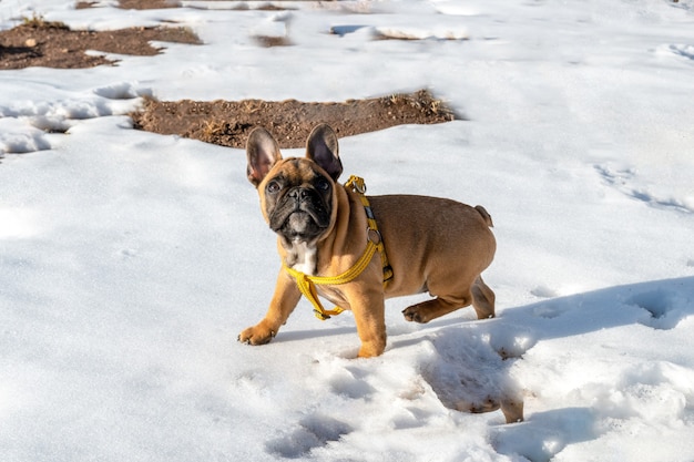 Französische Bulldogge, die im Schnee spielt