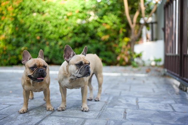 Französische Bulldogge, die in der Abenddämmerung im Garten steht Zwei französische Bulldoggen, die im Freien wegschauen