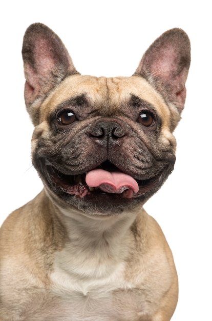 Französische Bulldogge, die lächelnd die Zunge herausstreckt