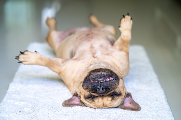 Französische Bulldogge, die zu Hause auf der weißen Matte auf dem Rücken liegt