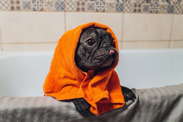 Französische Bulldogge im Pflegesalon mit Bad.