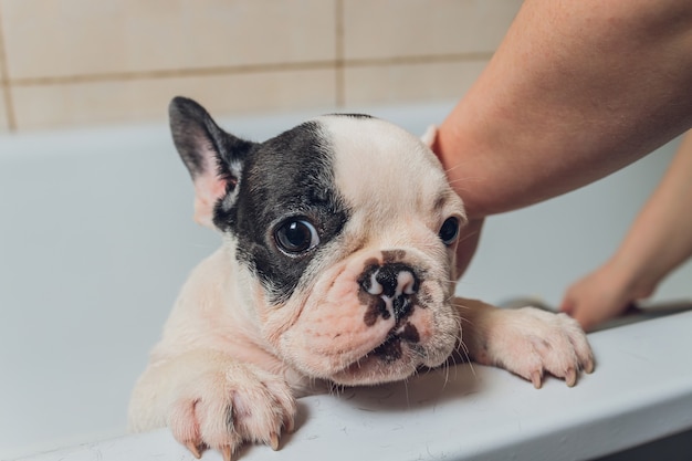 Französische Bulldogge im Pflegesalon mit Bad.