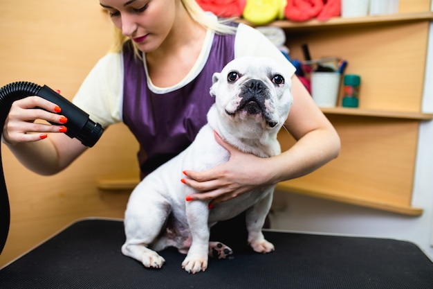 Französische Bulldogge im Pflegesalon.