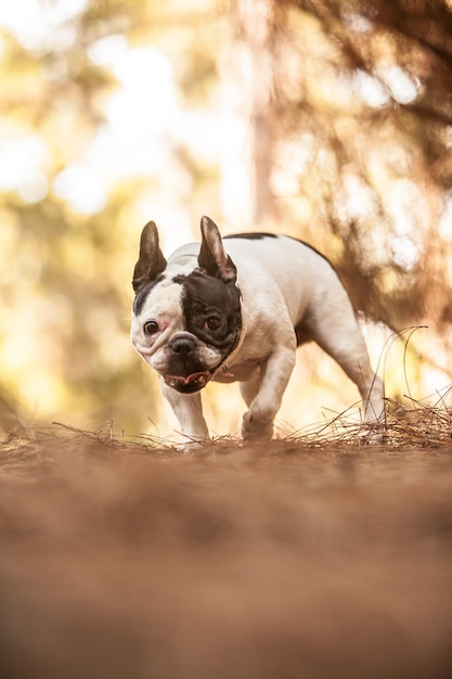 Französische Bulldogge im Wald