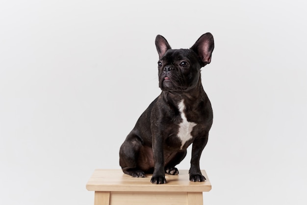 Französische Bulldogge in Brille und Hemd, sehr schlau und klug