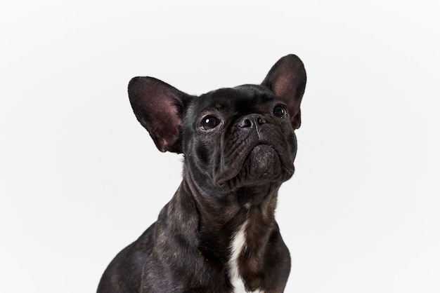 Französische Bulldogge in Brille und Hemd, sehr schlau und klug