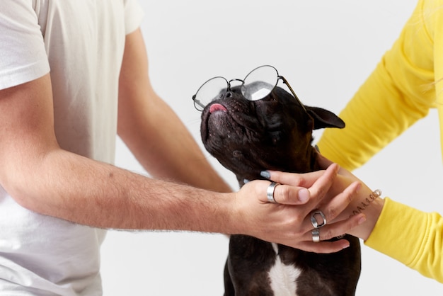 Französische Bulldogge in Brille und Hemd, sehr schlau und klug